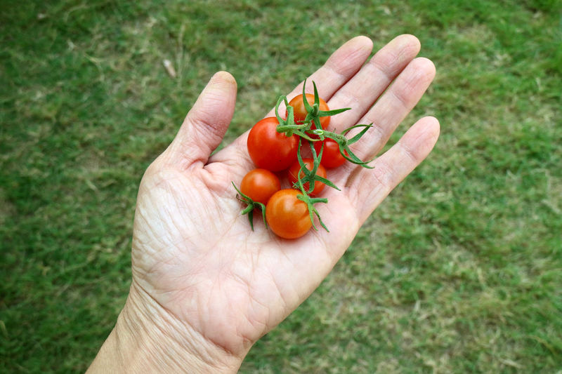 High angle view of hand holding tomatoes