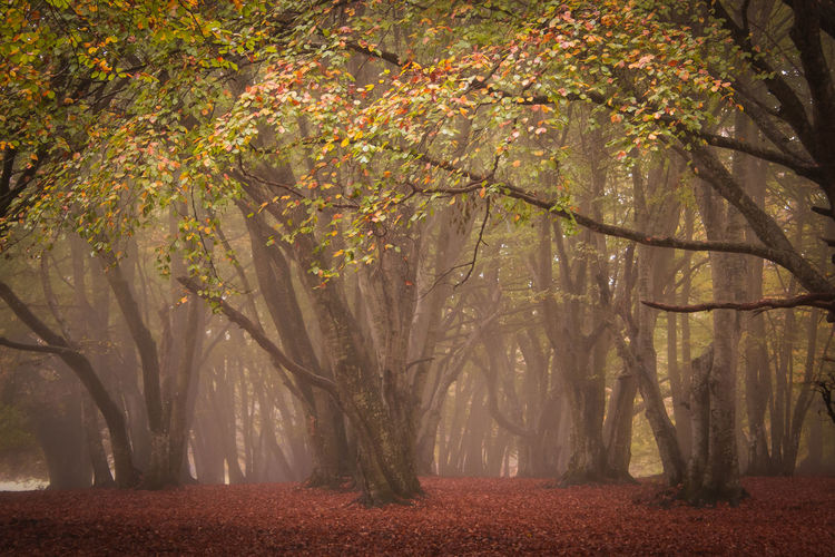 Trees in forest during autumn