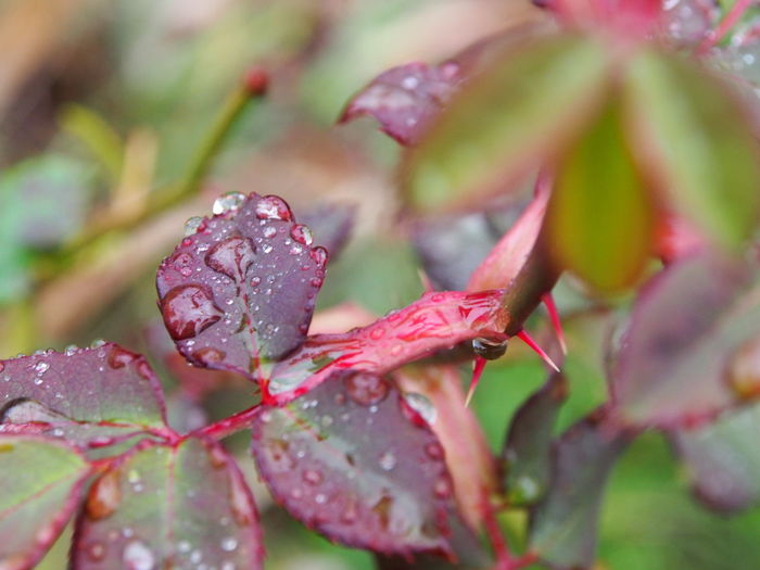 Close-up of wet red leaves on plant