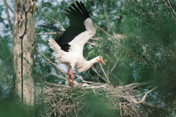 View of white stork in nest