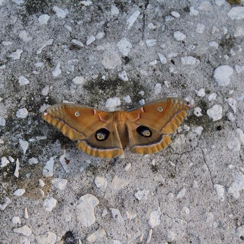 Close-up of butterfly on tree trunk