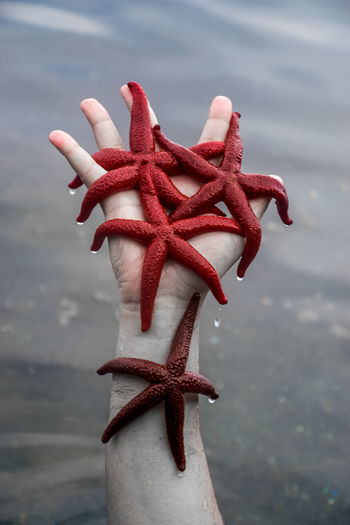 Cropped image of man with red starfish against lake