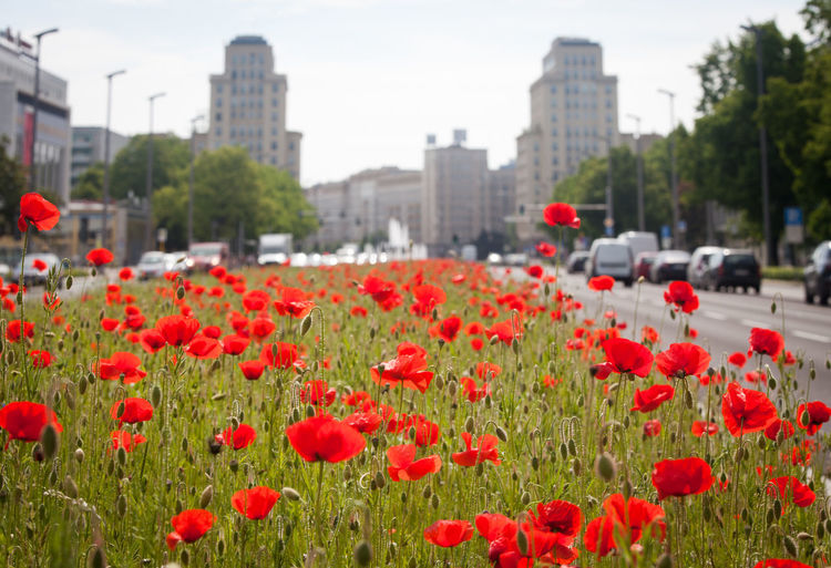 Close-up of red poppy flowers in city
