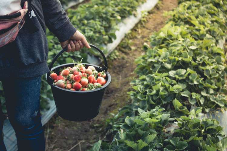 Midsection of woman holding strawberries in bucket at yard