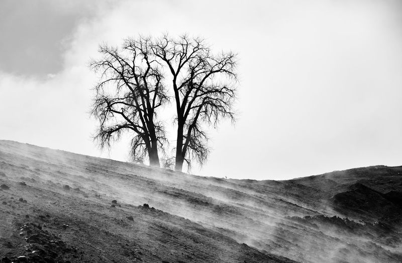 Bare tree on landscape against sky