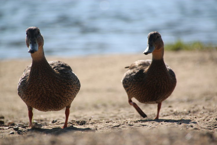 Ducks on shore