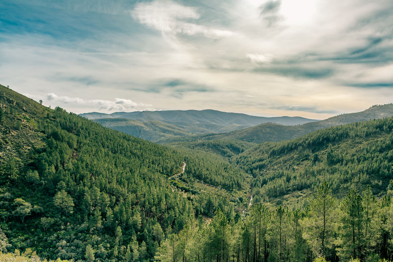 Mountain landscape with rocks and pine forest with stormy sky and green and yellow tones