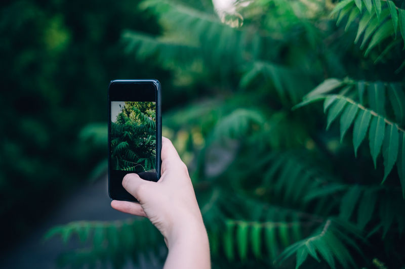 Cropped image of person photographing plants