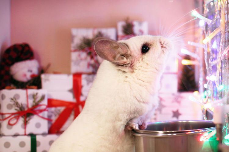 Cute white chinchilla in its house with christmas decorations and christmas lights. 