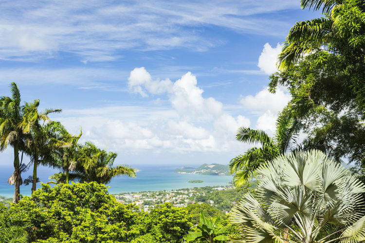 Close-up of palm tree by sea against sky