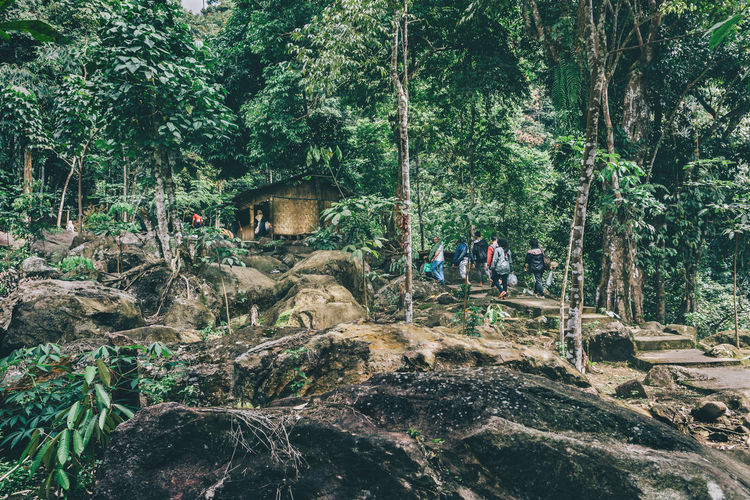 Rear view of people hiking against trees in forest