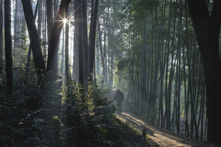 Sun shines on man walking in misty bamboo grove near fushimi inari taisha shrine, kyoto, japan