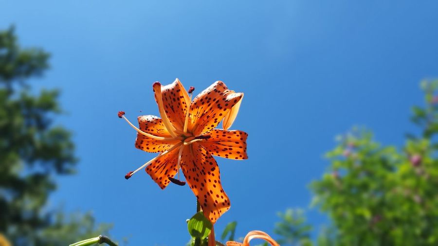 Close-up of orange flowering plant against blue sky