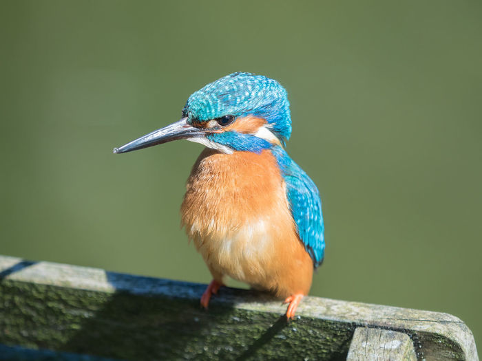 View of kingfisher perching on wood