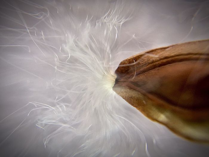 Close-up of stapelia seed