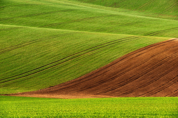 Scenic view of agricultural field