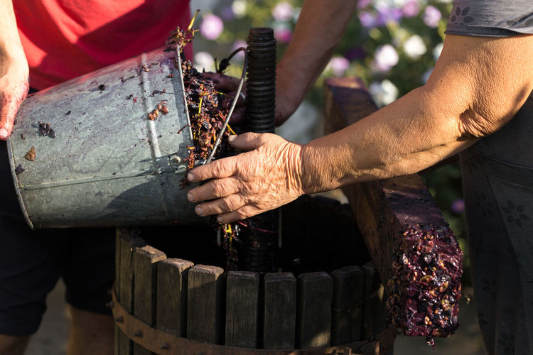 The winemaker pours raw materials into the press. production of traditional italian wines