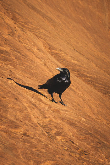 Close-up of raven bird perching on land