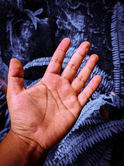 Palm Human Hand