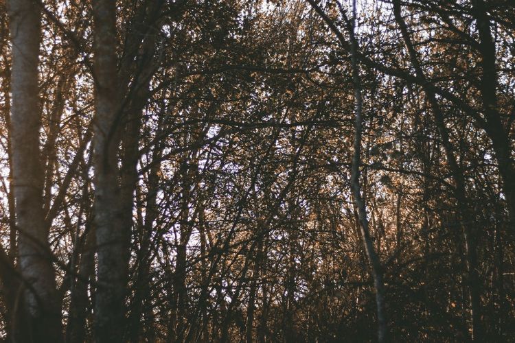Low angle view of trees in forest