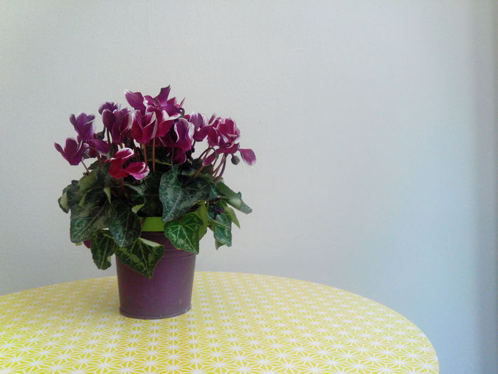 Close-up of pink flower pot on table against wall