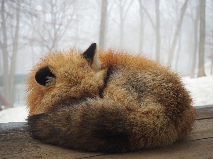 Close-up of fox sitting on wooden table