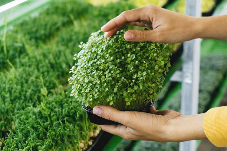 Cropped hand of man holding plant
