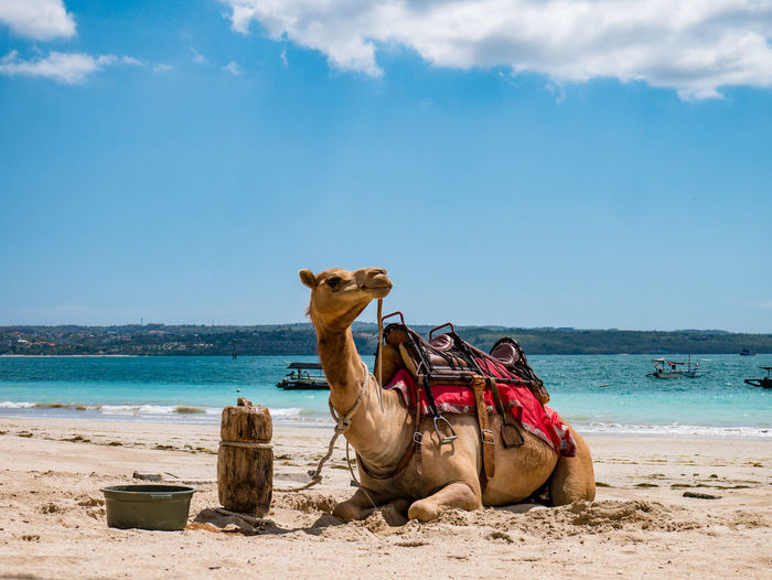 Camel on beach against sky