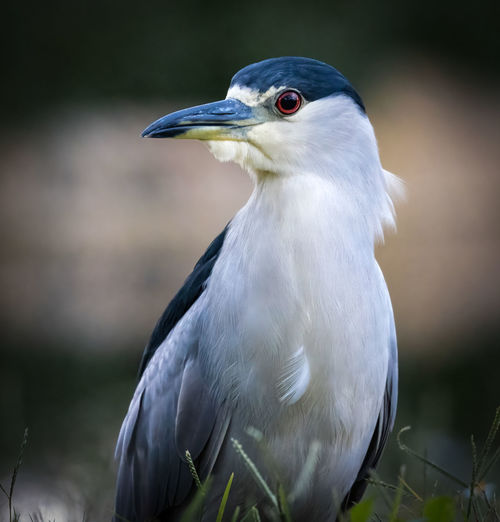 Close-up night heron by water edge in grass on ground