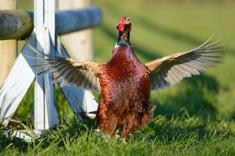 Pheasant with spread wings on grassy field