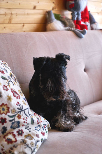 Lovely schnauzer on a sofa in the afternoon getting ready for a nap
