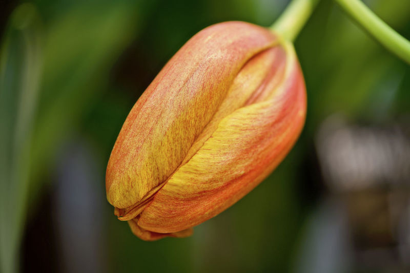 Close-up of orange flower on leaf