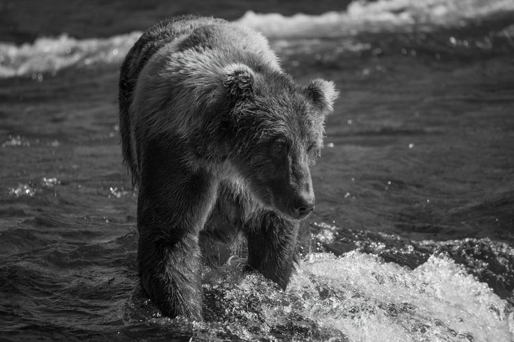 Mono brown bear looking down in shallows