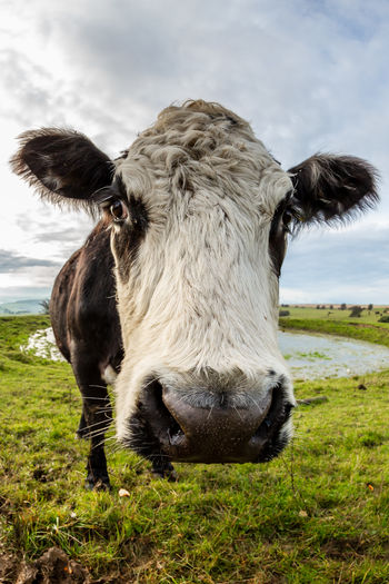A cow standing near a dew pond on ditchling beacon in sussex, taken with a fish eye lens