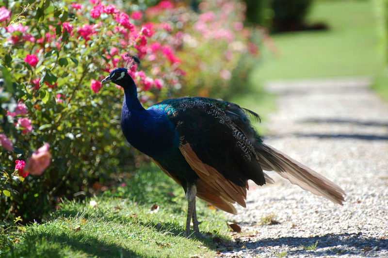 Peacock on footpath by pink flowers