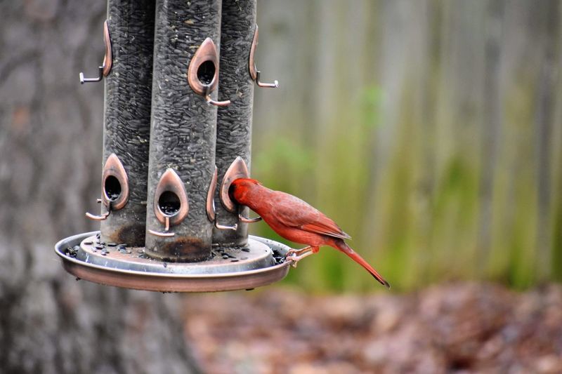 Red cardinal bird at bird feeder. 