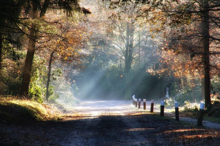People walking amidst trees in forest during autumn