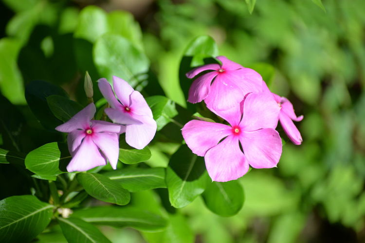 Close-up of pink flowers blooming outdoors