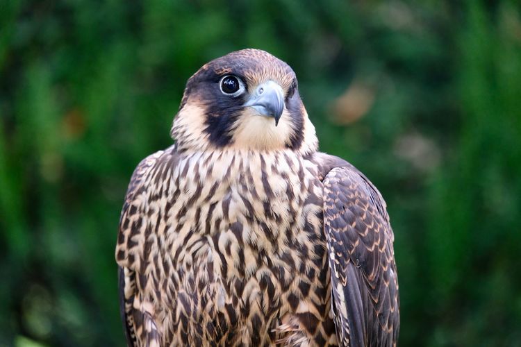 Close-up portrait of falcon