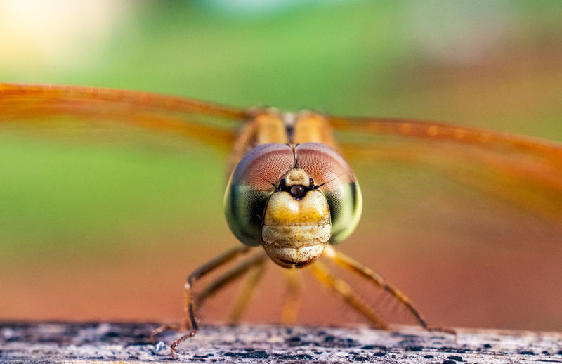Close up of dragonfly head