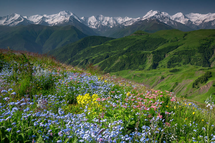 Scenic view of flowering plants and mountains against sky