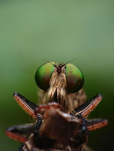 Robberfly, the face of a robber insect