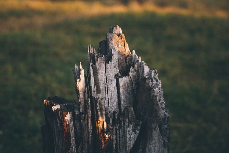 Close-up of horse perching on wooden tree stump