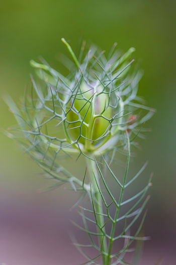 Close-up of spider on web