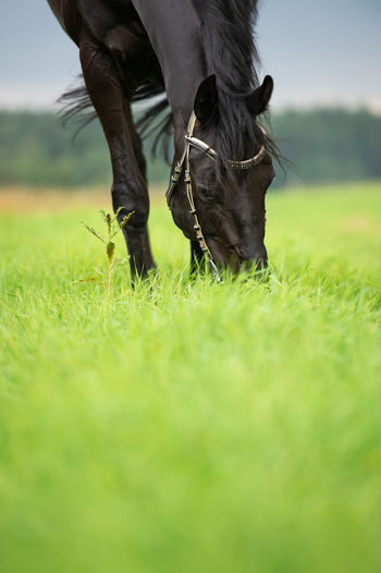 animal