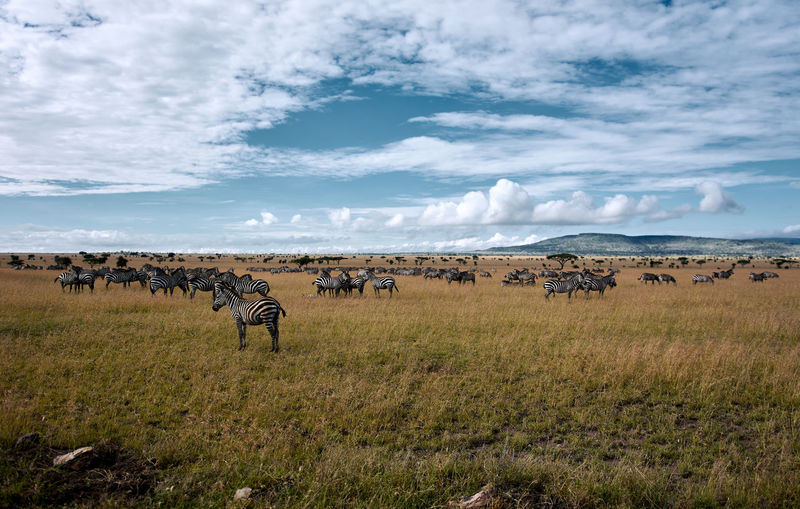 Big migration of zebras in the serengeti