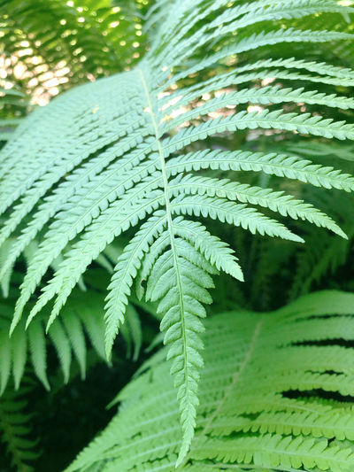 Close-up of palm tree
