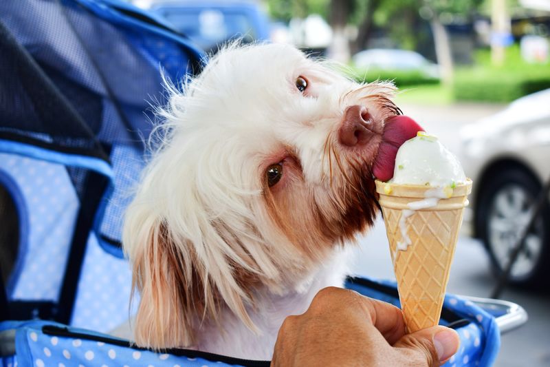 View of a dog holding ice cream