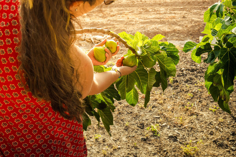 Midsection of woman holding strawberry plant