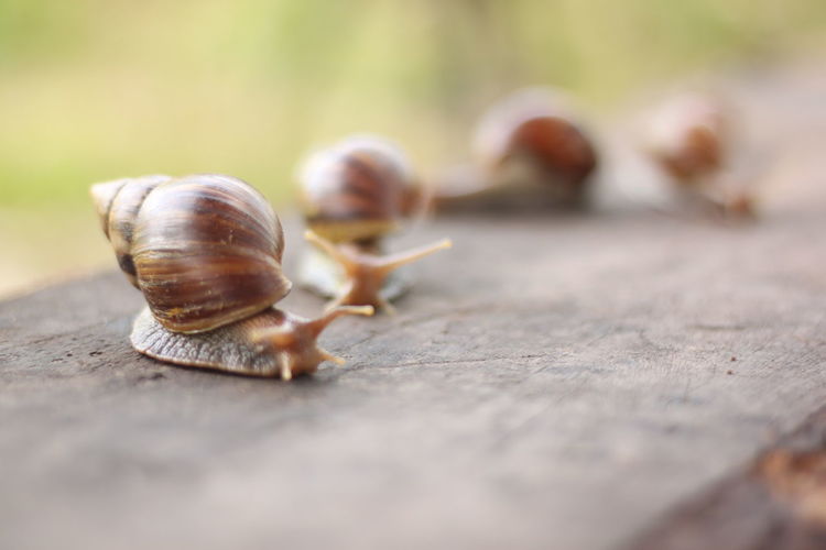 Close-up of snails on wood